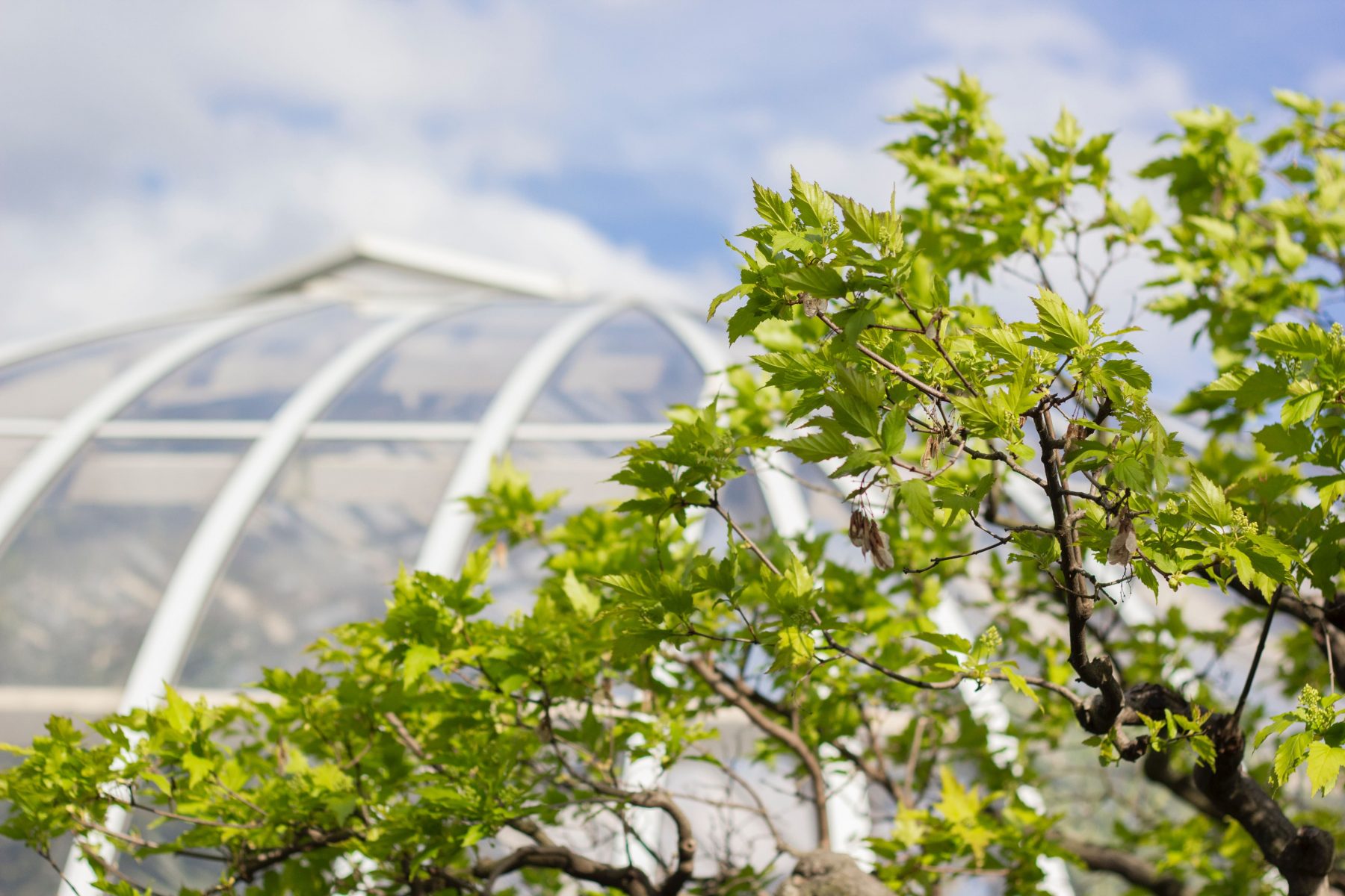 photo of a tree with a conservatory in the background